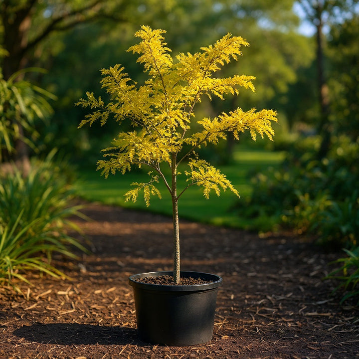 Gleditsia triacanthos plant showing golden new foliage