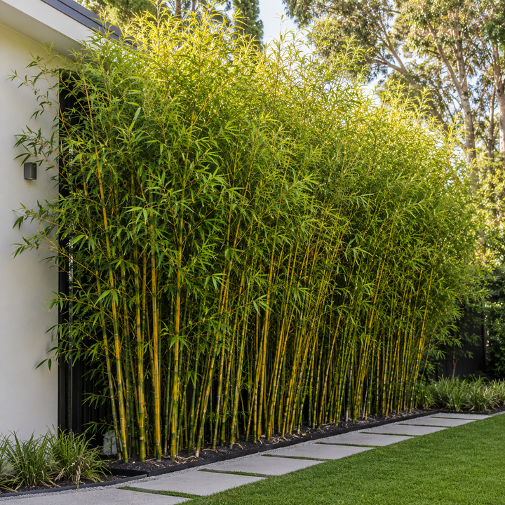 Goldstripe Bamboo - Bambusa multiplex 'Goldstripe' in an Australian garden setting