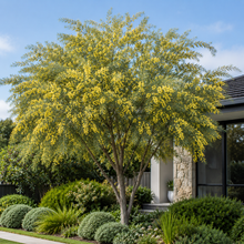 Acacia floribunda