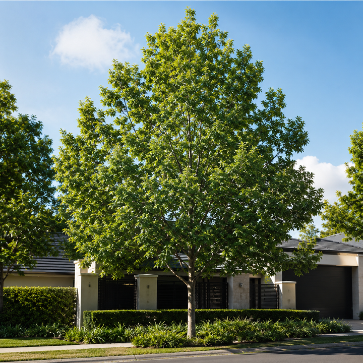 Green Ash - Fraxinus pennsylvanica in an Australian garden setting