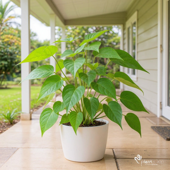 Green Gold Pothos Devil's Ivy plant showing gorgeous trailing foliage