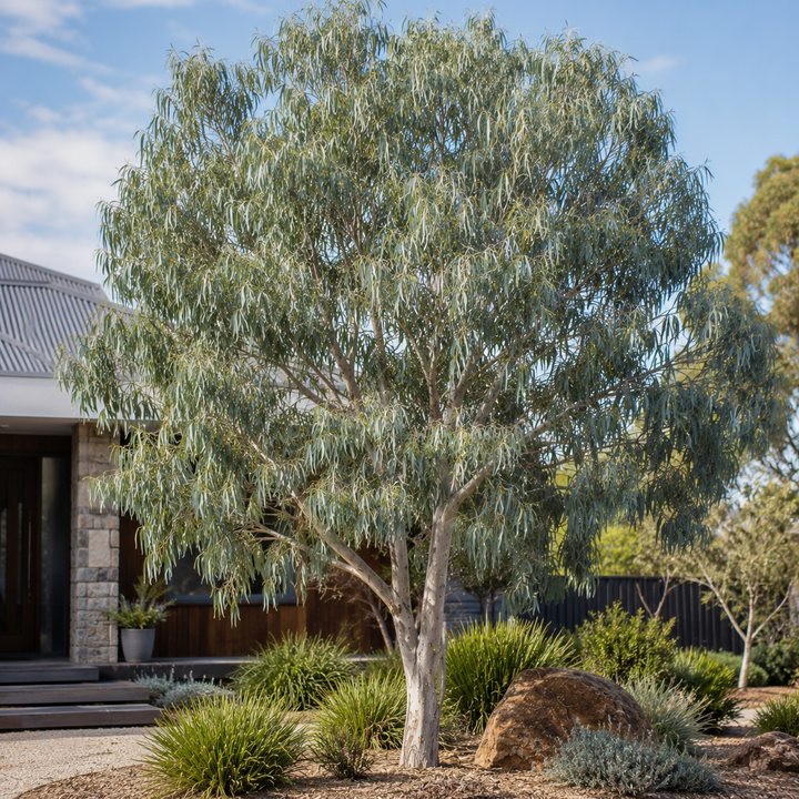 Eucalyptus microcarpa