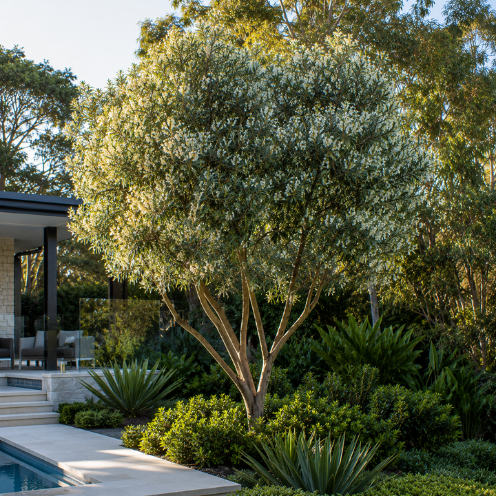 Backhousia myrtifolia