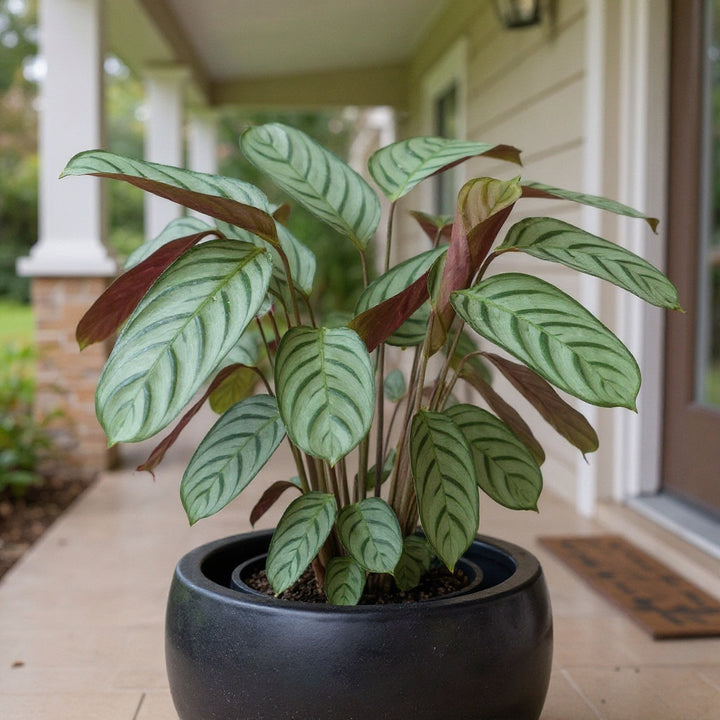 Grey Star Ctenanthe plant showing unique silver-green leaves