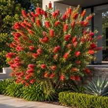Callistemon Hannah Ray