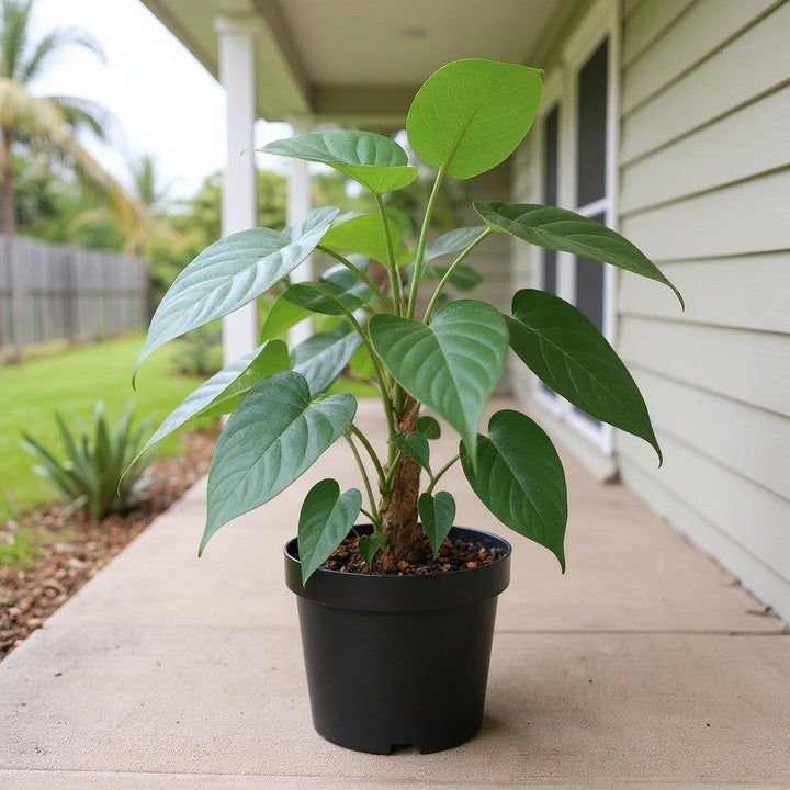 Heartleaf Philodendron plant showing vertical greenery and natural coverage