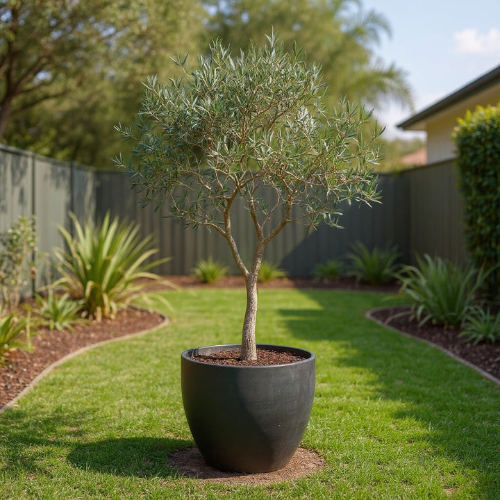 Helena Olive Tree showing evergreen and beautiful
