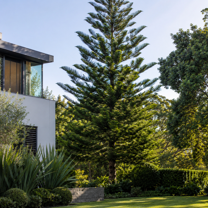 Hoop Pine Tree - Araucaria cunninghamii in an Australian garden setting