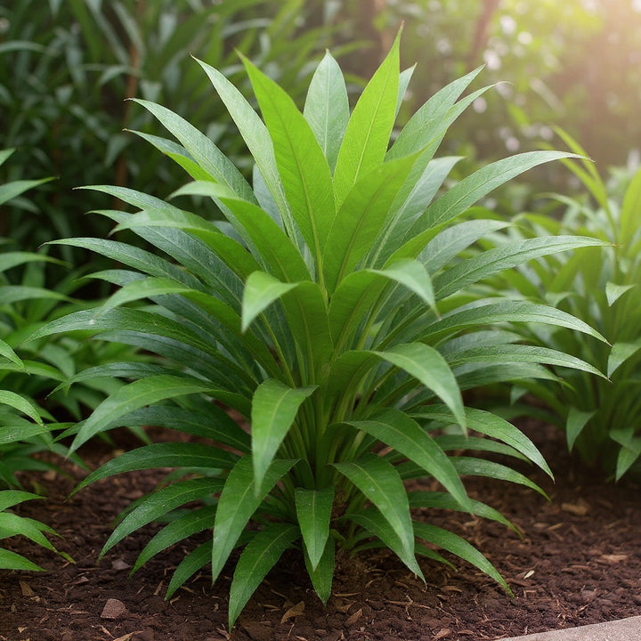 Hooperiana Palm showing elegant, tropical foliage