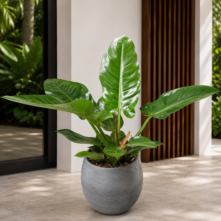 Imperial Green Philodendron - Philodendron 'Imperial Green' in an Australian garden setting