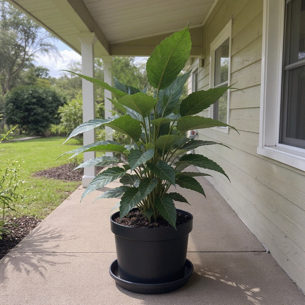 Imperial Red Philodendron plant showing rich, vivid foliage