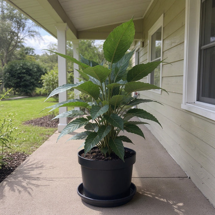 Imperial Red Philodendron plant showing rich, vivid foliage