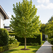 Alnus cordata