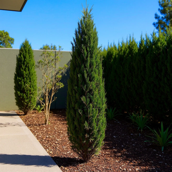 Italian Cypress plant showing deep green colour with little care