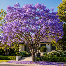 Jacaranda mimosifolia