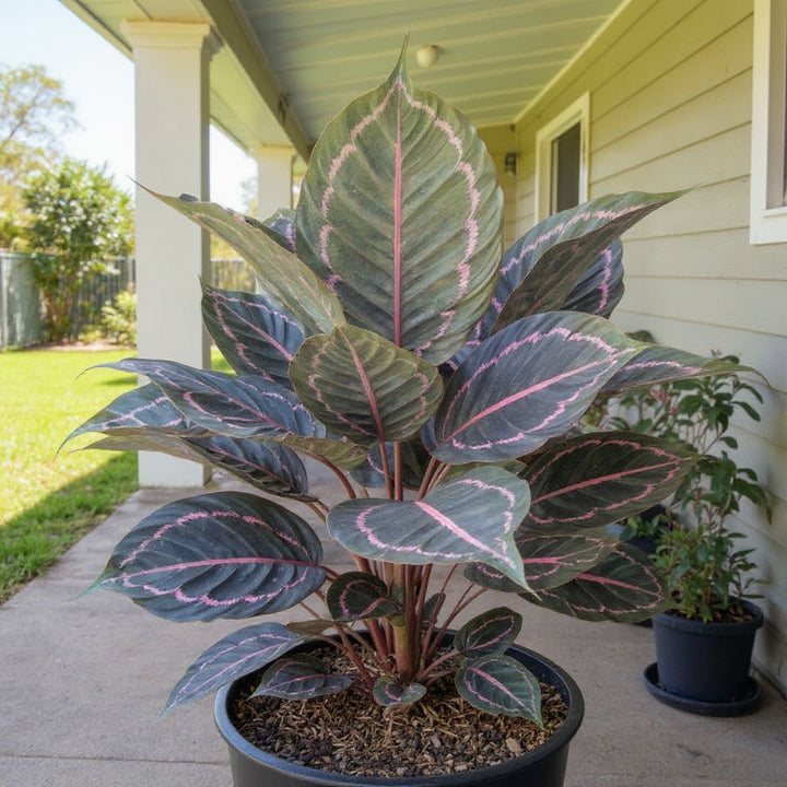 Jungle Rose Calathea plant showing unique foliage