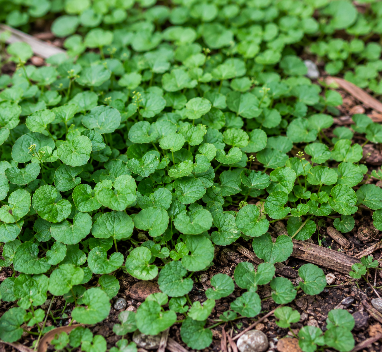 Dichondra repens