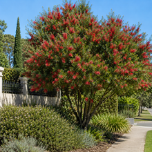 Callistemon Kings Park Special