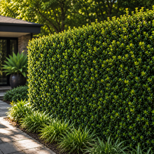 Buxus microphylla