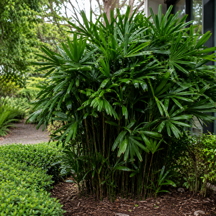 Rhapis excelsa