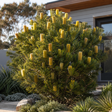 Banksia ericifolia