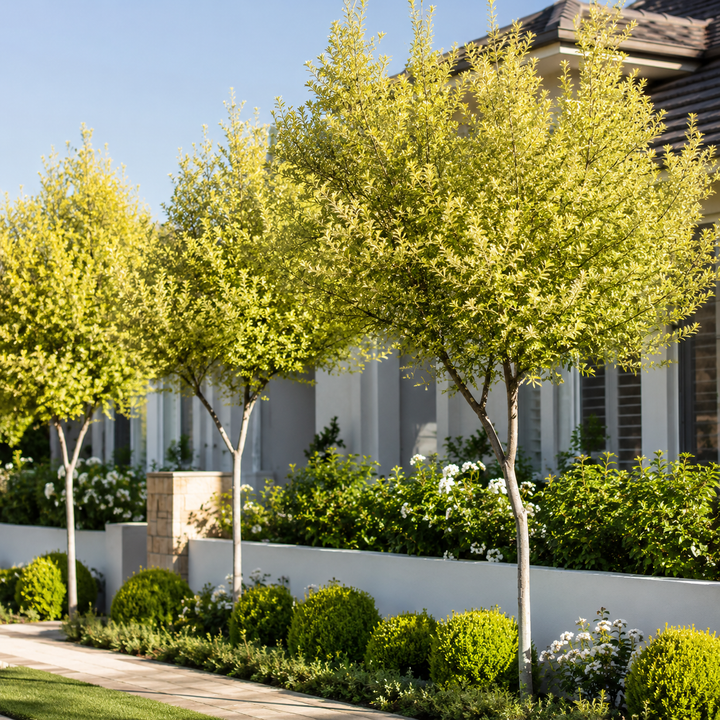 Lemon Frost Leptospermum - Leptospermum 'Lemon Frost' in an Australian garden setting