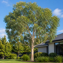 Corymbia citriodora
