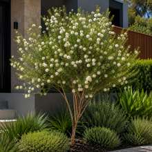 Leptospermum petersonii