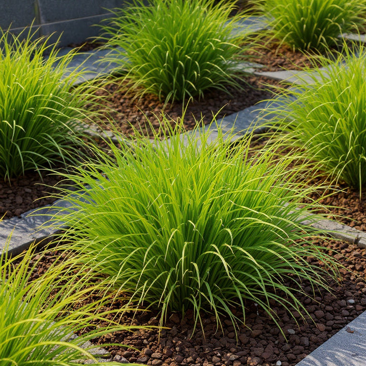 Lime Tuff Lomandra plant showing bright lime-green foliage