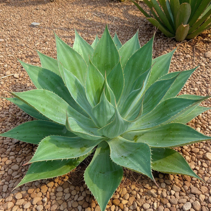 Lions Tail Agave plant showing dramatic architectural