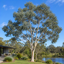 Eucalyptus macrandra