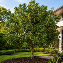 Macadamia integrifolia