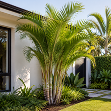 Dypsis madagascariensis