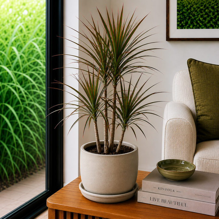 Dracaena marginata