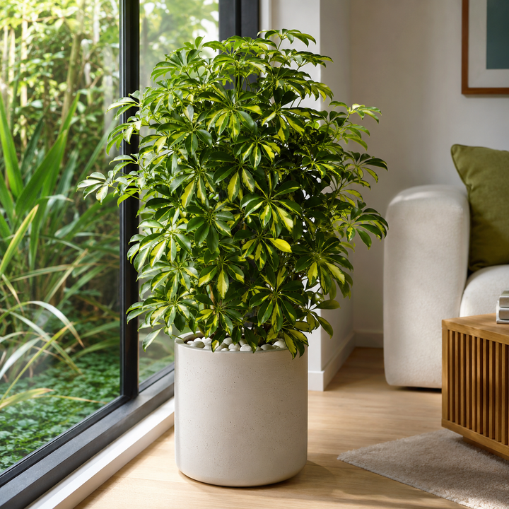 Madame De Smet Dwarf Umbrella Tree - Schefflera arboricola 'Madame De Smet' in an Australian garden setting