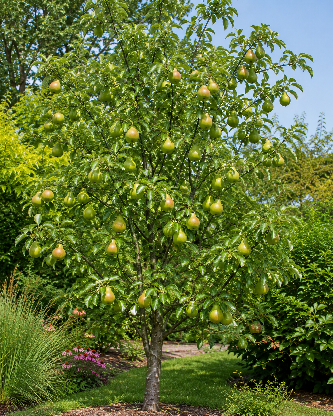Pyrus ussuriensis