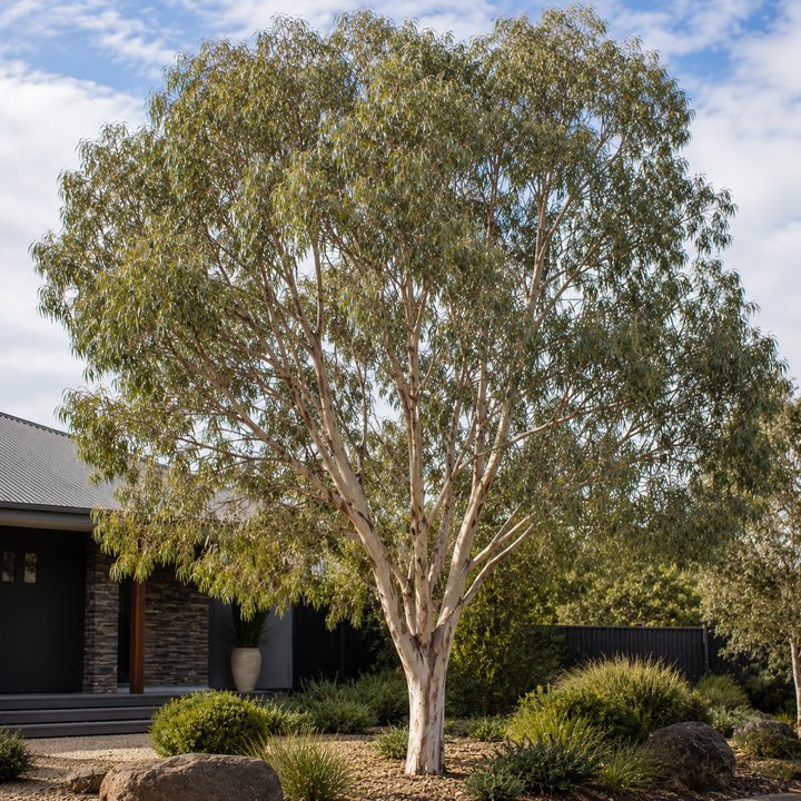 Eucalyptus viminalis
