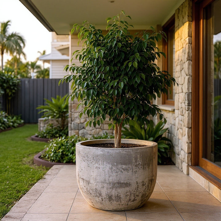 Midnight Beauty Ficus plant showing distinctive dark foliage