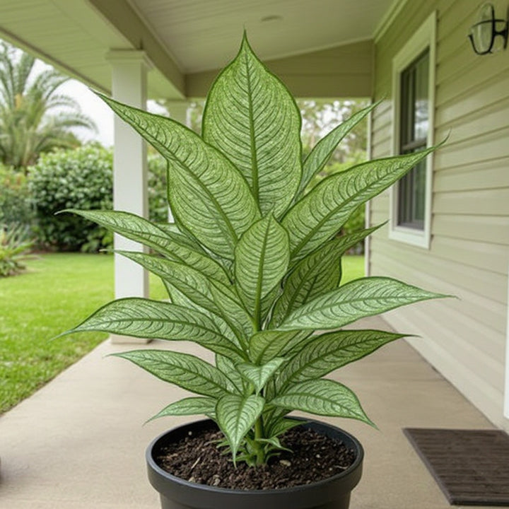 Milky Way Dumb Cane plant showing showy variegated foliage