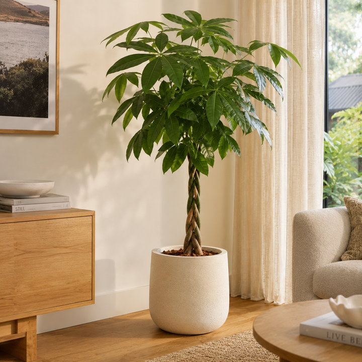 Money Tree - Pachira glabra in an Australian garden setting