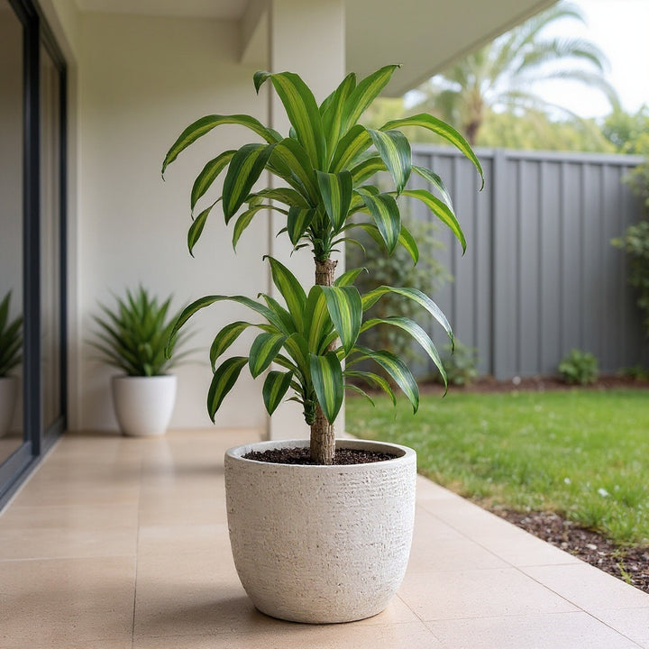 Multi Planted Corn Plant showing lush, tropical foliage