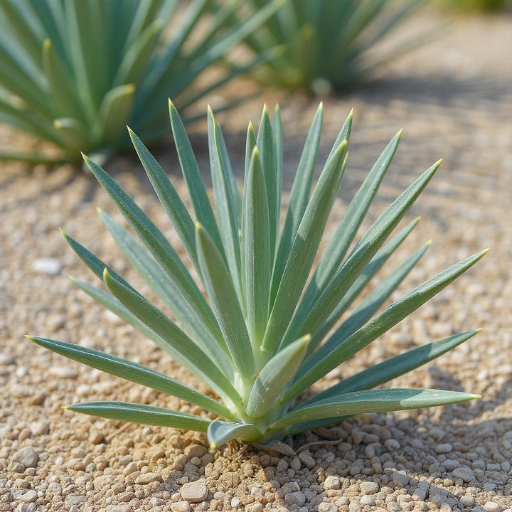 Narrow Chalk Sticks Senecio plant showing unique blue-green foliage
