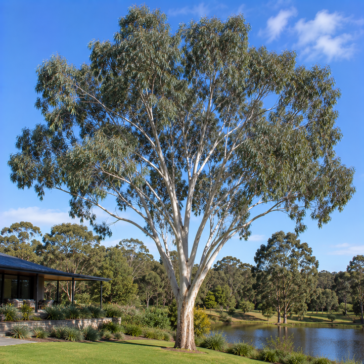 Eucalyptus nicholii