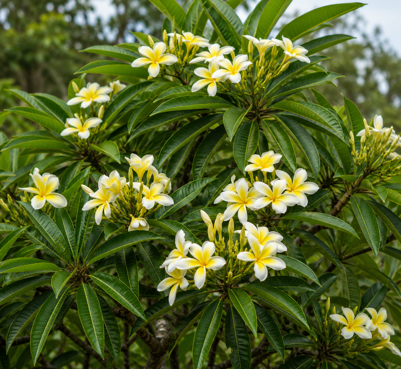 Hymenosporum flavum