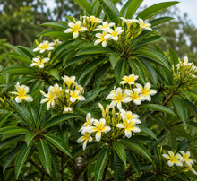 Hymenosporum flavum