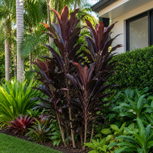 Cordyline fruticosa Negra