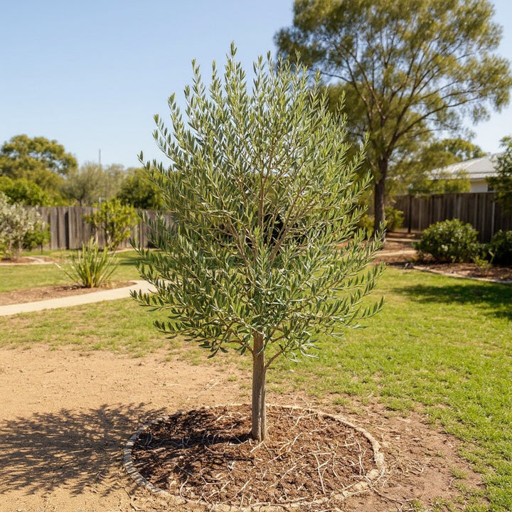 Nevadillo Blanco Olive Tree showing distinctive silver-green foliage