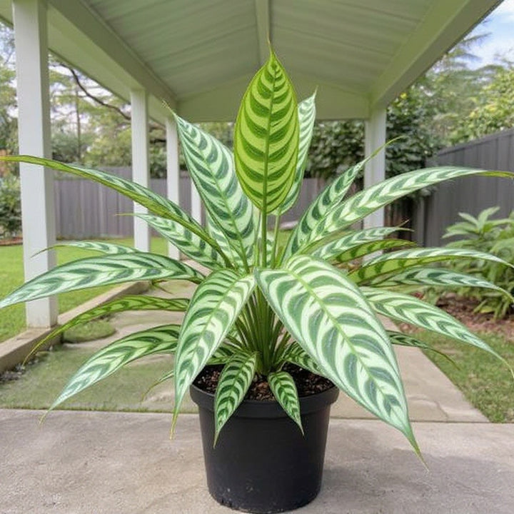 Never Never Plant showing unique striped foliage
