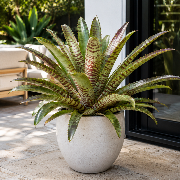 New Guinea Shield Plant - Aglaonema 'New Guinea Shield' in an Australian garden setting