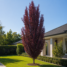 Prunus cerasifera Oakville Crimson Spire